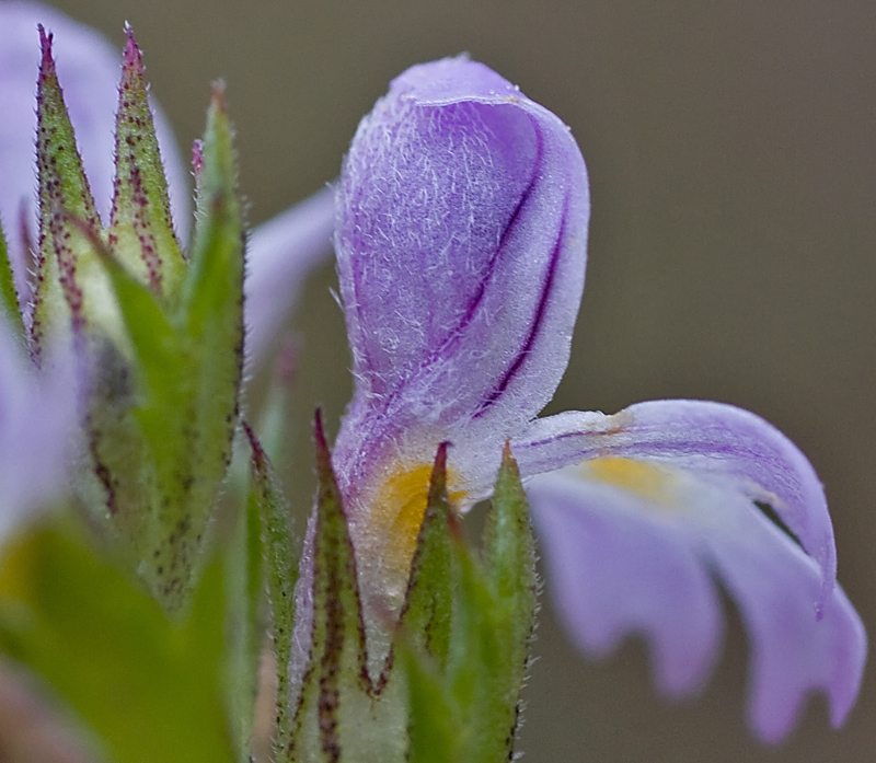 Altra  Euphrasia....quale?