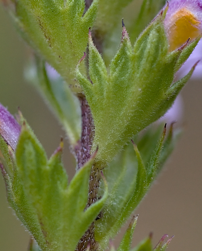 Altra  Euphrasia....quale?