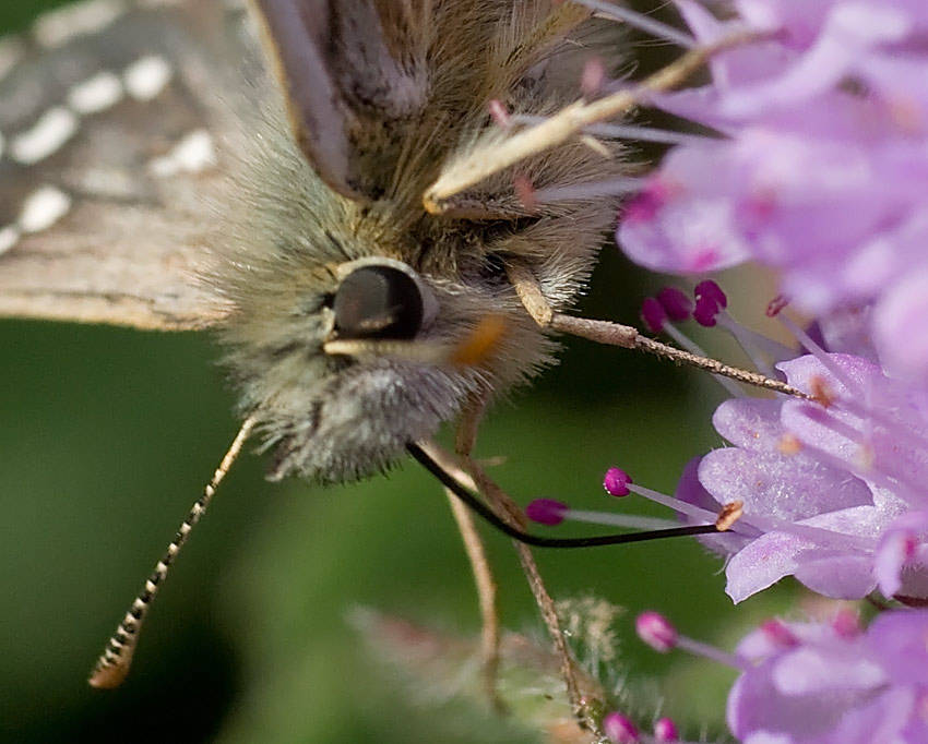 Hesperidae: Pirgus...?