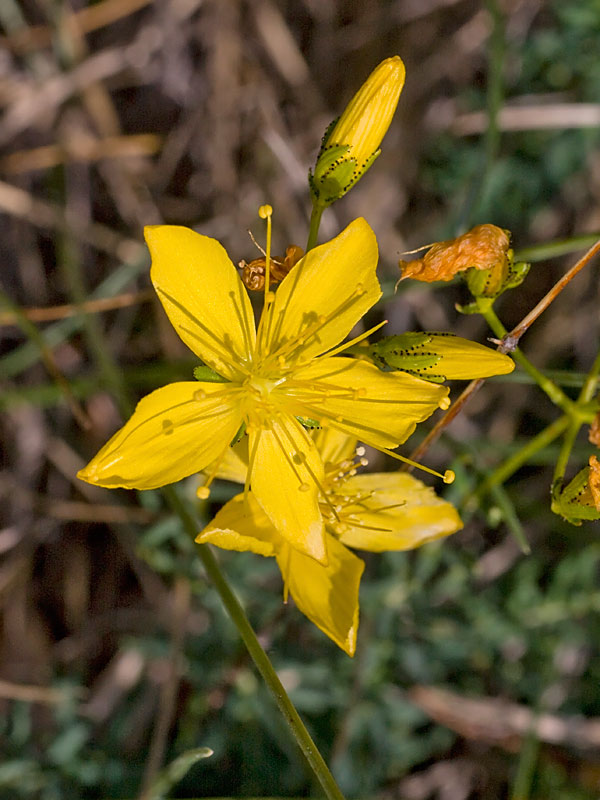 Hypericum coris / Erba di S. Giovanni aghifoglia