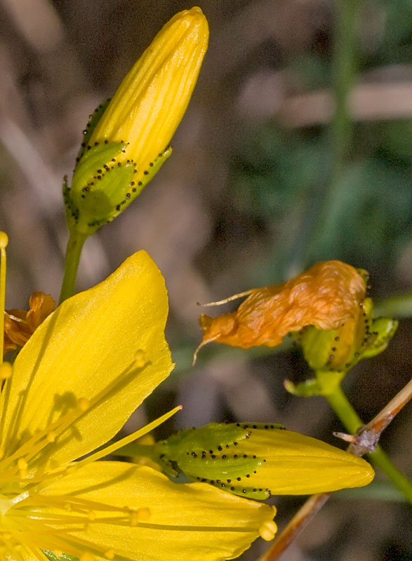 Hypericum coris / Erba di S. Giovanni aghifoglia