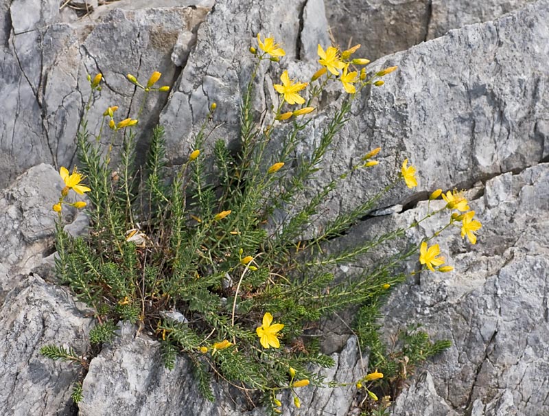 Hypericum coris / Erba di S. Giovanni aghifoglia