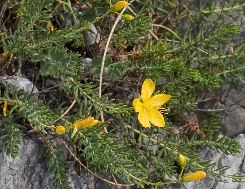 Hypericum coris / Erba di S. Giovanni aghifoglia