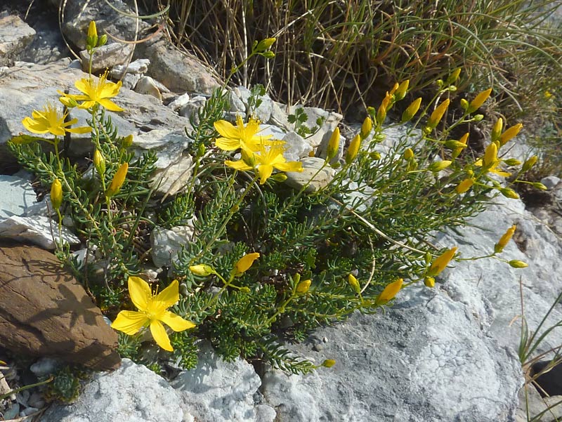 Hypericum coris / Erba di S. Giovanni aghifoglia