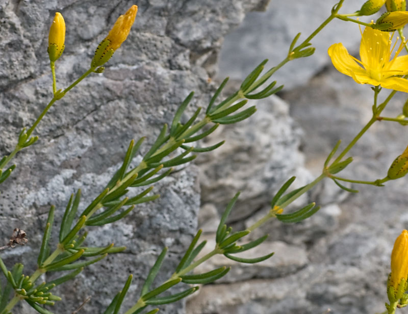 Hypericum coris / Erba di S. Giovanni aghifoglia