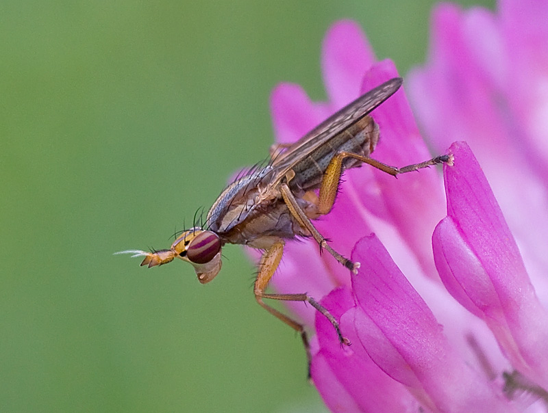 Sciomyzidae : Limnia unguicornis?