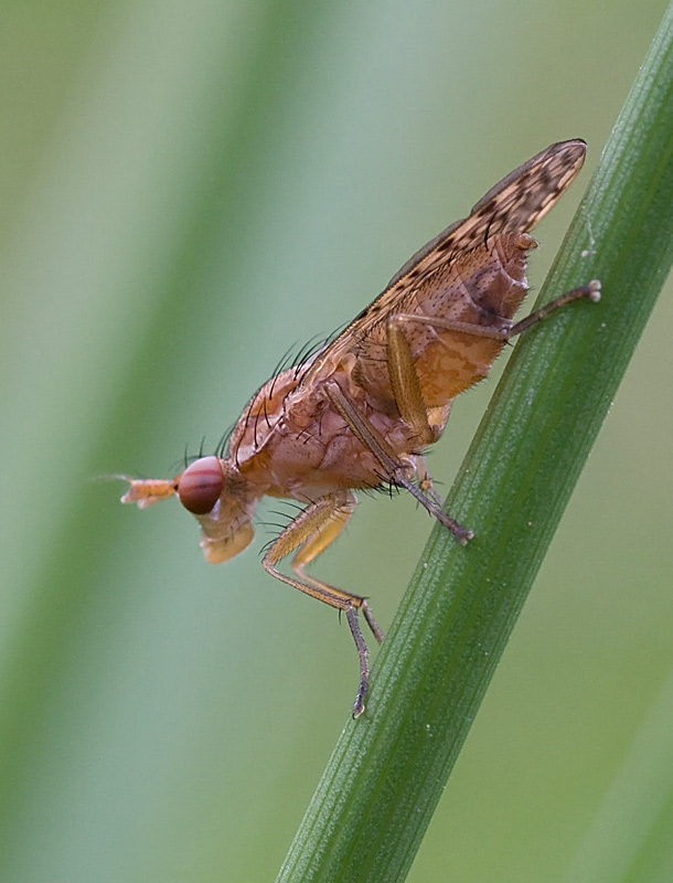 Sciomyzidae : Limnia unguicornis?