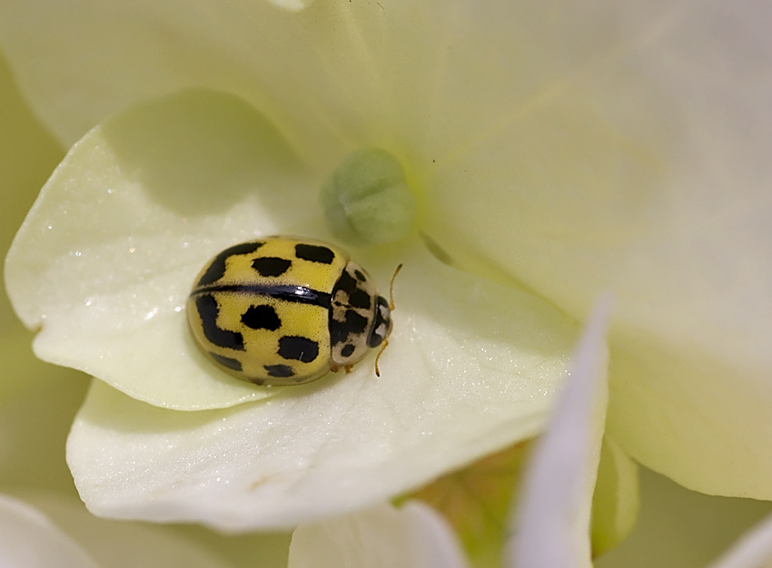 Propylea quatuordecimpunctata, Psyllobora vigintiduopunctata