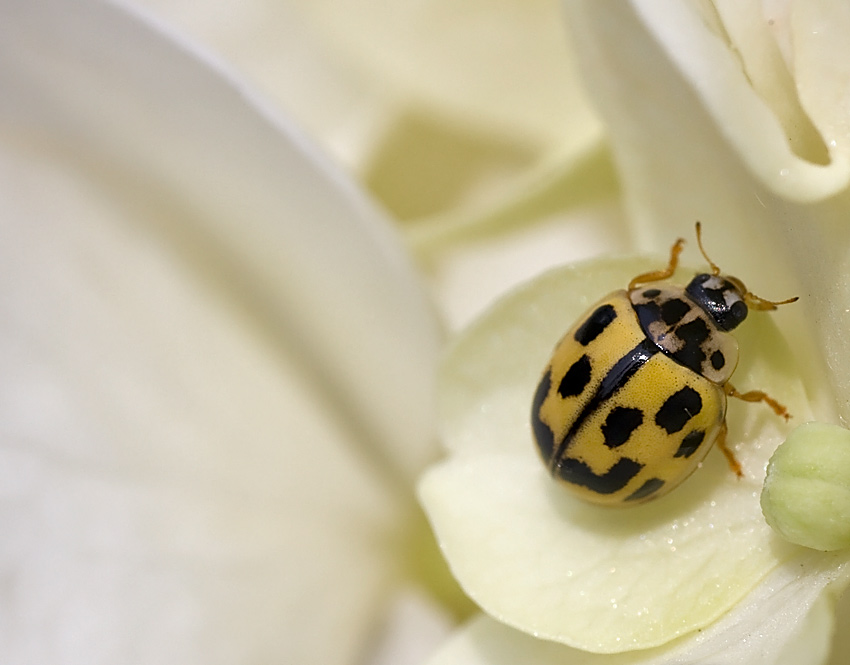 Propylea quatuordecimpunctata, Psyllobora vigintiduopunctata