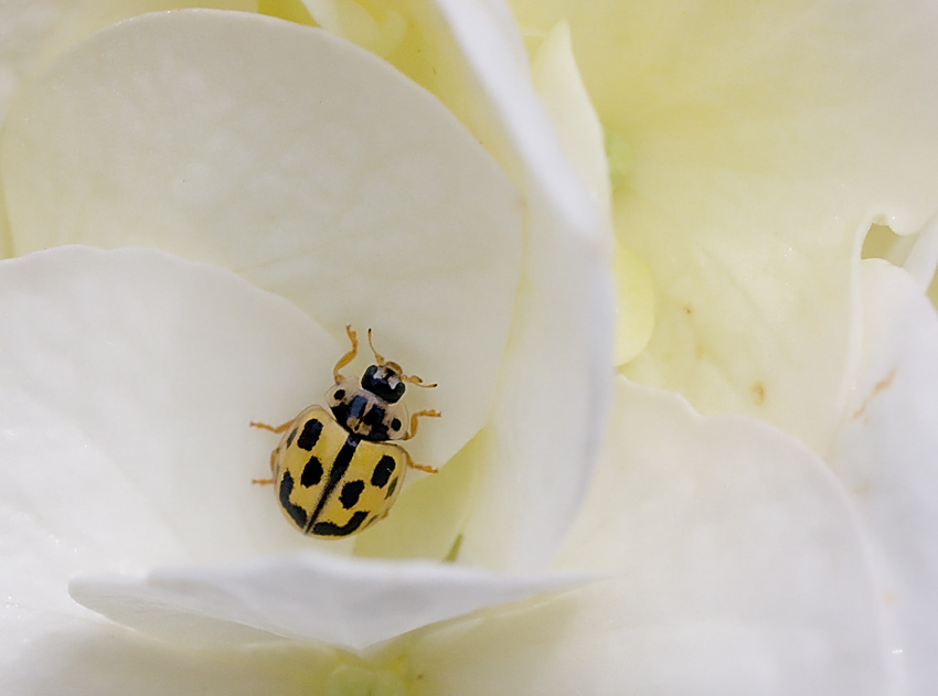 Propylea quatuordecimpunctata, Psyllobora vigintiduopunctata