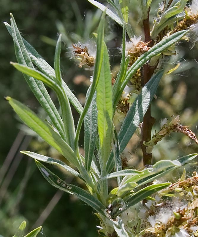 Salix eleagnos?