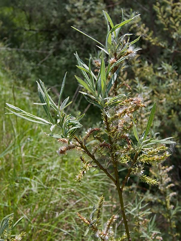 Salix eleagnos?