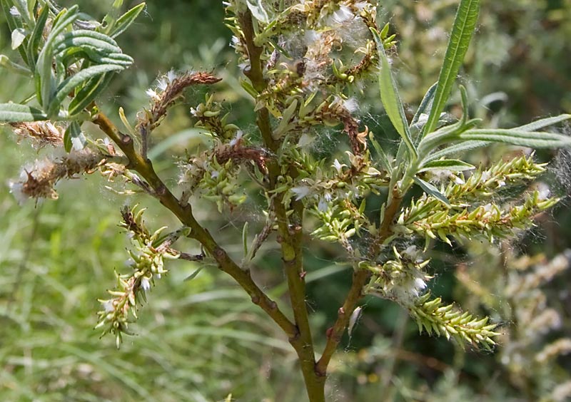 Salix eleagnos?