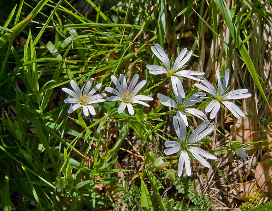 Rabelera holostea (=Stellaria holostea) / Centocchio garofanina