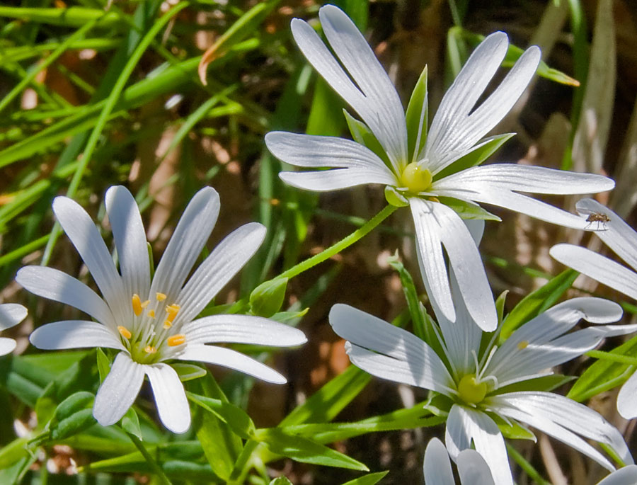 Rabelera holostea (=Stellaria holostea) / Centocchio garofanina