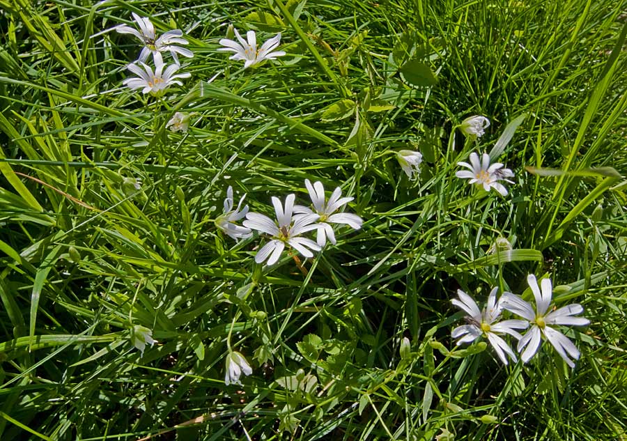 Rabelera holostea (=Stellaria holostea) / Centocchio garofanina