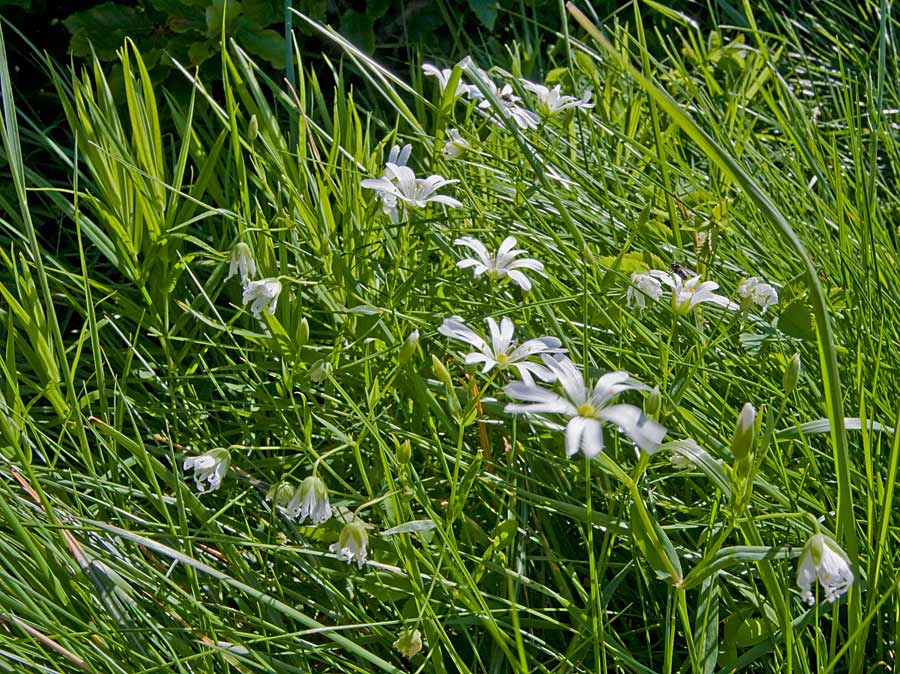 Rabelera holostea (=Stellaria holostea) / Centocchio garofanina