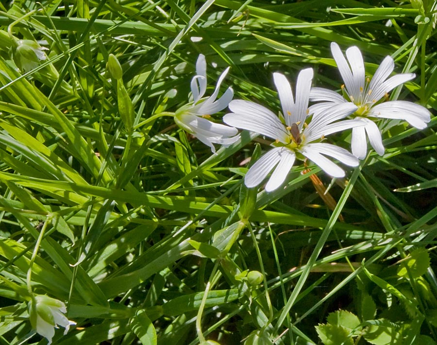 Rabelera holostea (=Stellaria holostea) / Centocchio garofanina