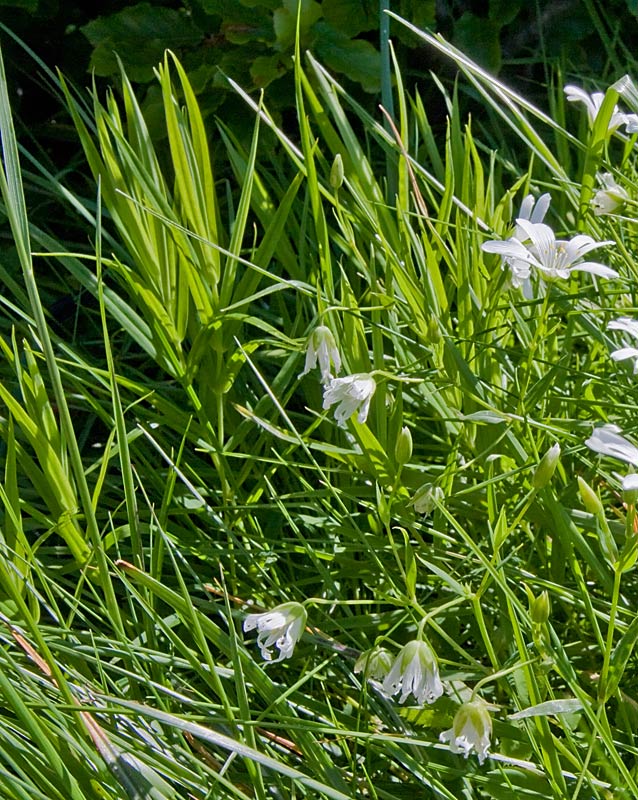 Rabelera holostea (=Stellaria holostea) / Centocchio garofanina