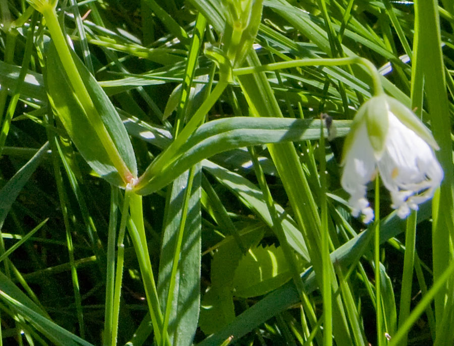 Rabelera holostea (=Stellaria holostea) / Centocchio garofanina