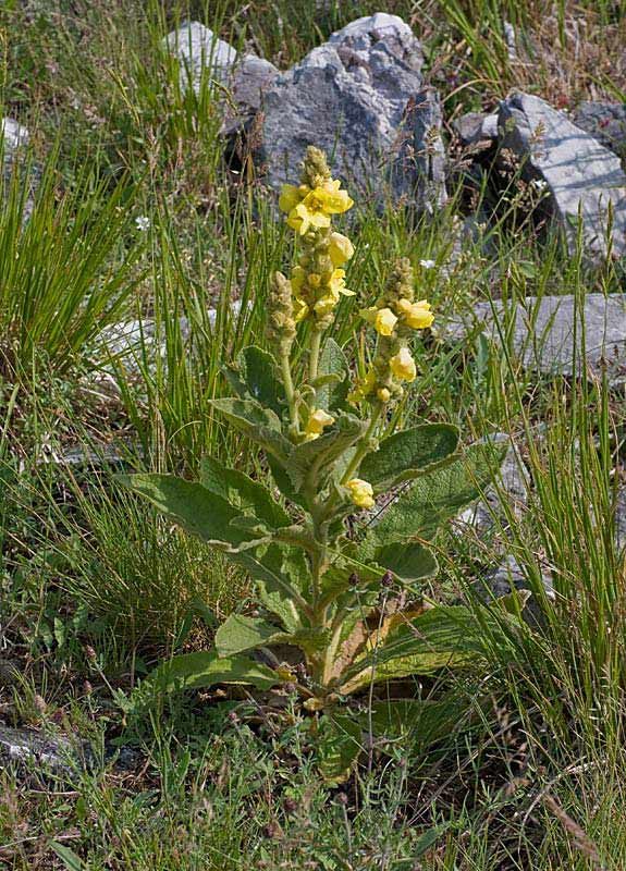 pianta con foglie pelose -Verbascum sp,