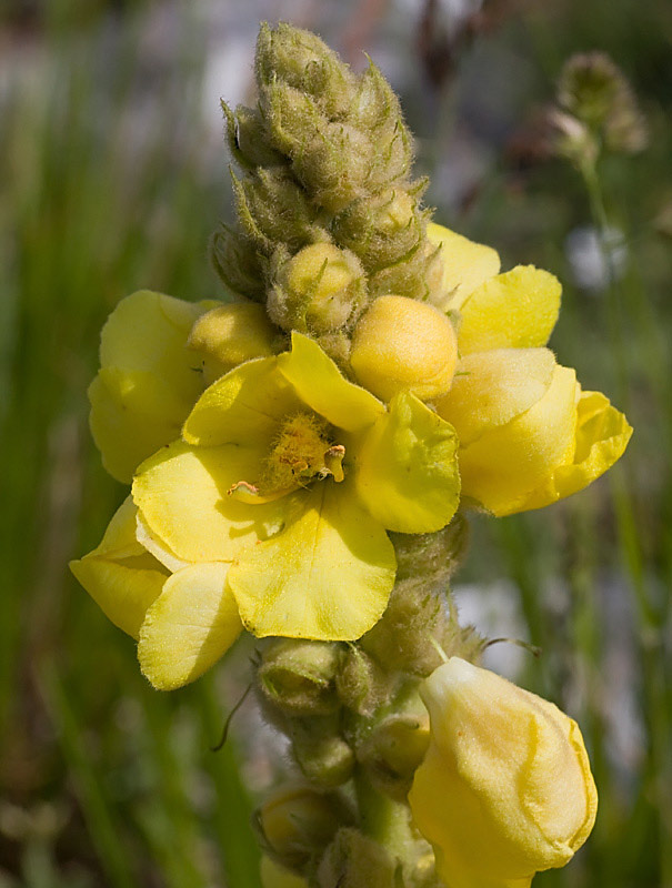 pianta con foglie pelose -Verbascum sp,