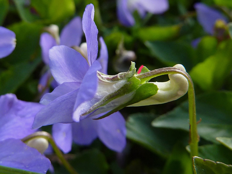 Viola reichenbachiana / Viola silvestre