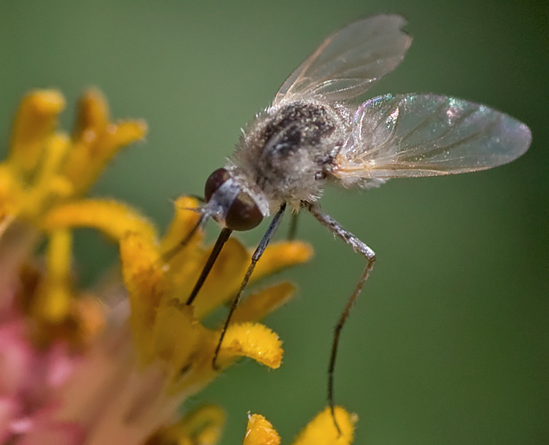 Bombylidae?