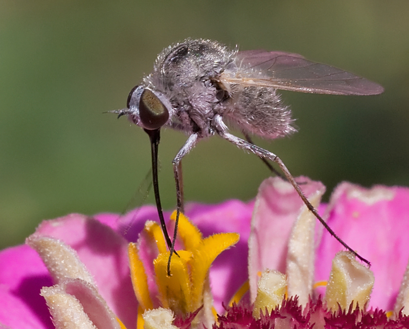 Bombylidae?