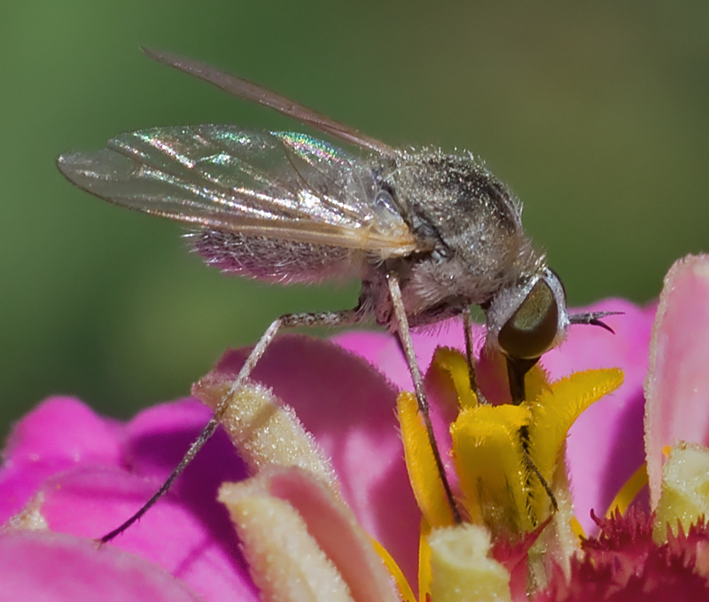 Bombylidae?