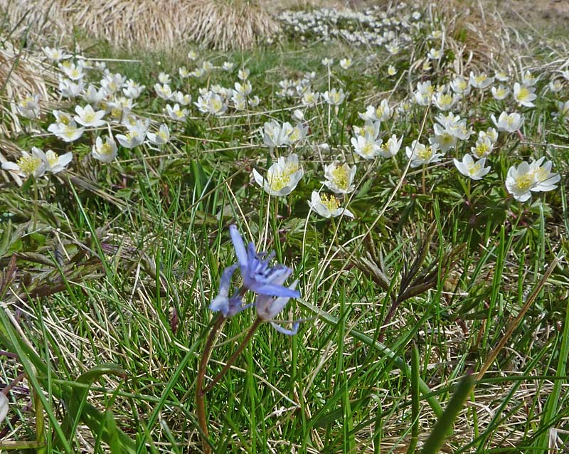 Anemonoides nemorosa