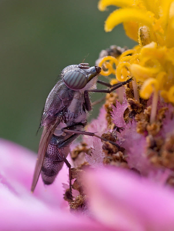 Calliphoridae: Stomorhina lunata