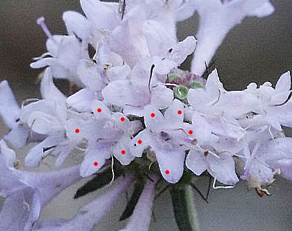 Scabiosa columbaria / Vedovina selvatica