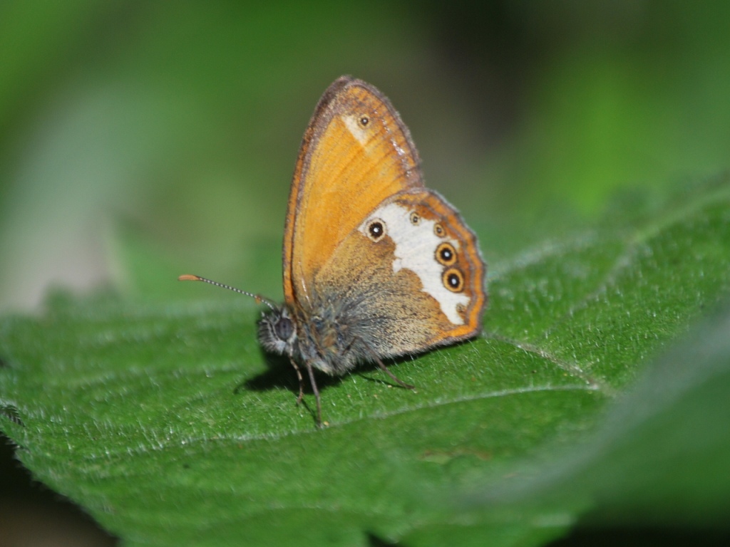 Coenonympha arcania?