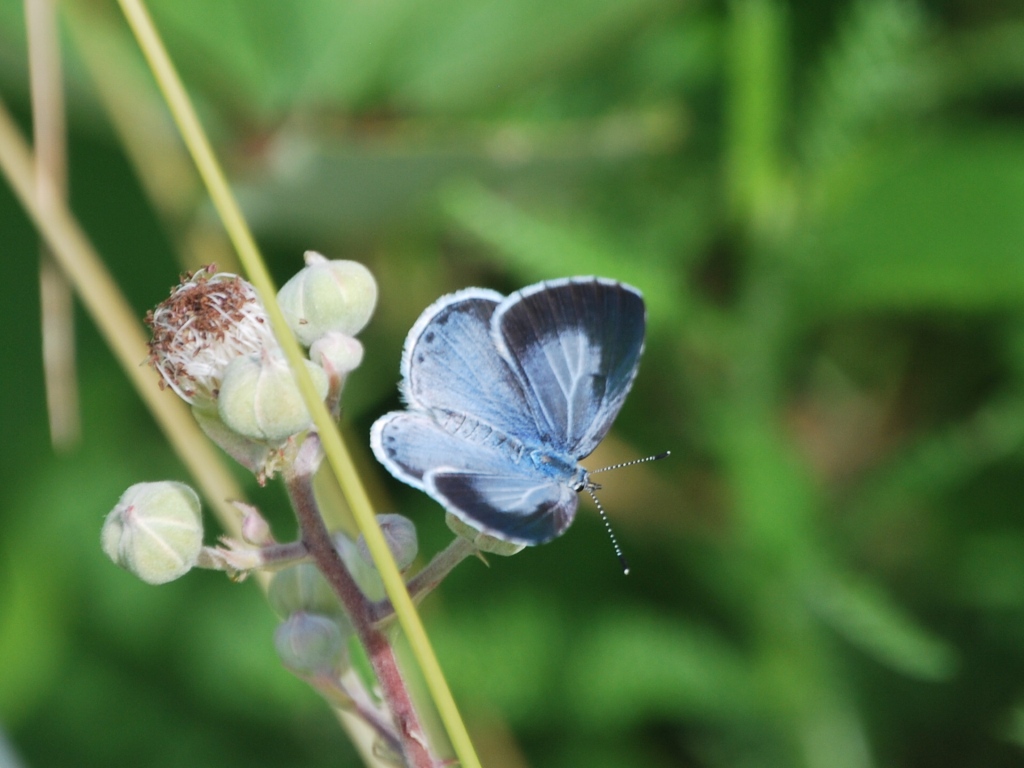 Celastrina argiolus