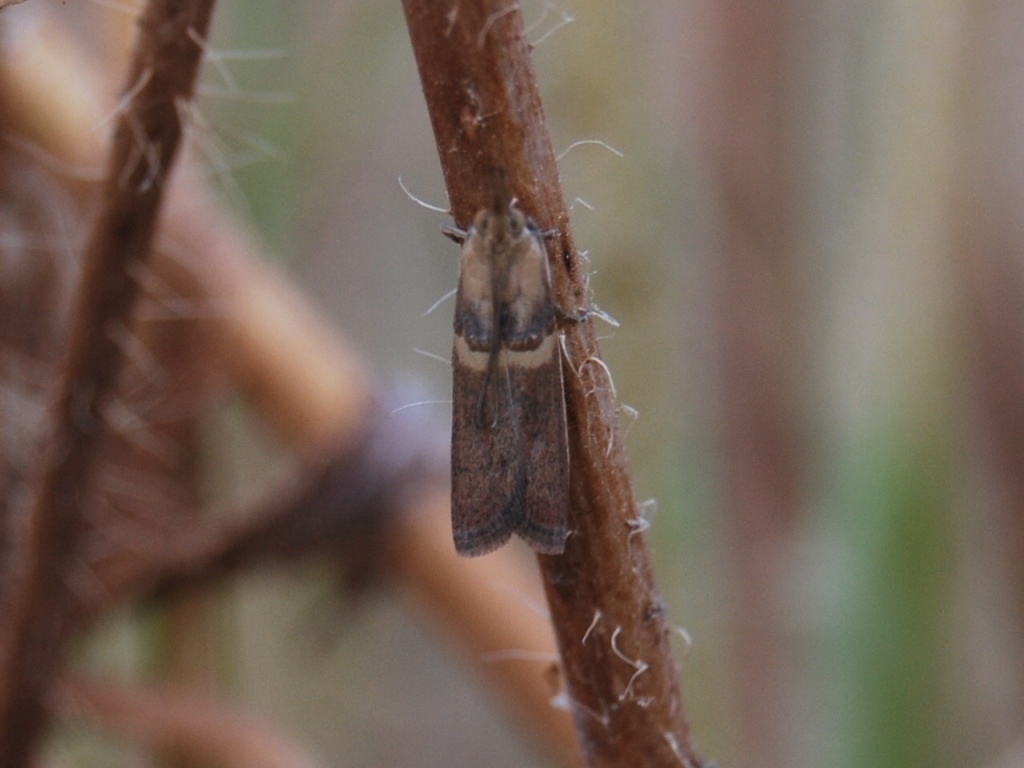 Euchromius bellus?