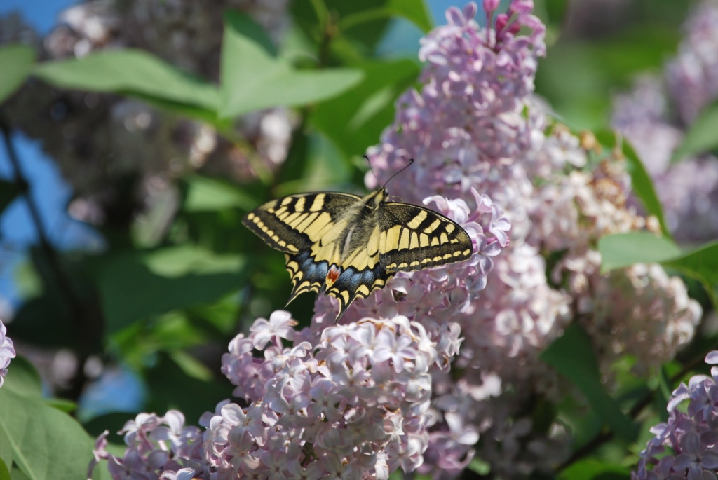 macaone? - Si, Papilio machaon