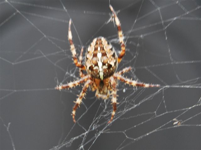 Araneus sp.