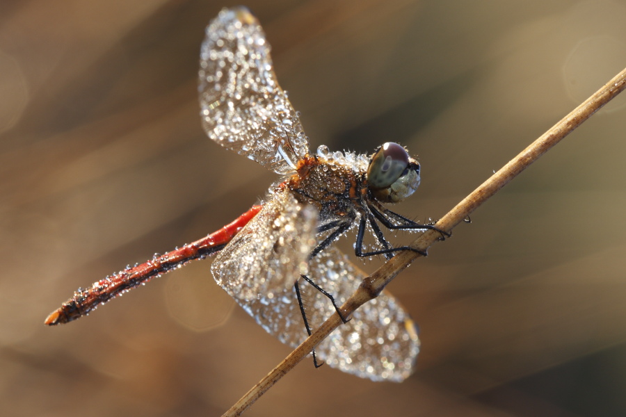 Sympetrum depressiusculum