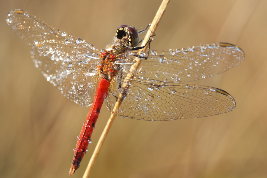 Sympetrum depressiusculum