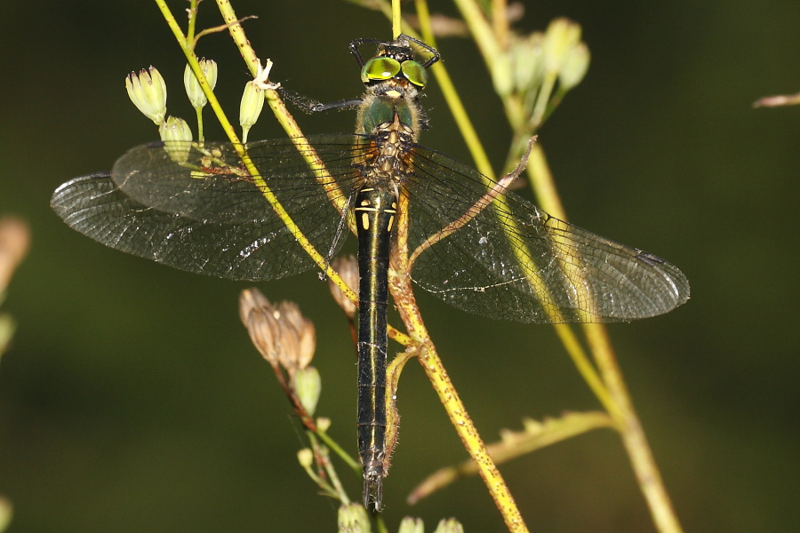 Identificazione Somatochlora