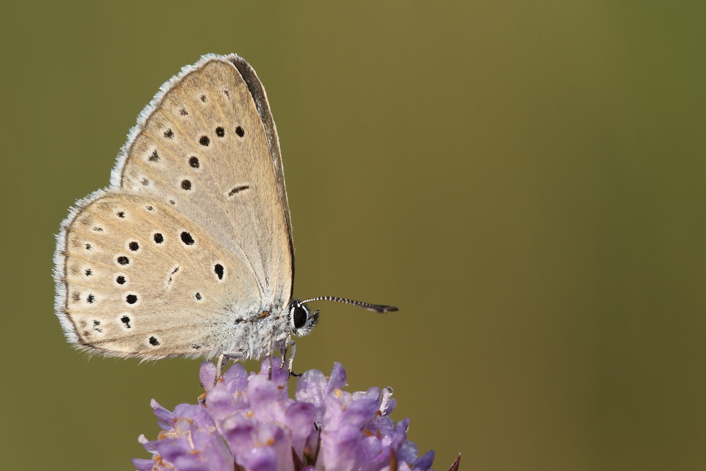 Maculinea teleius