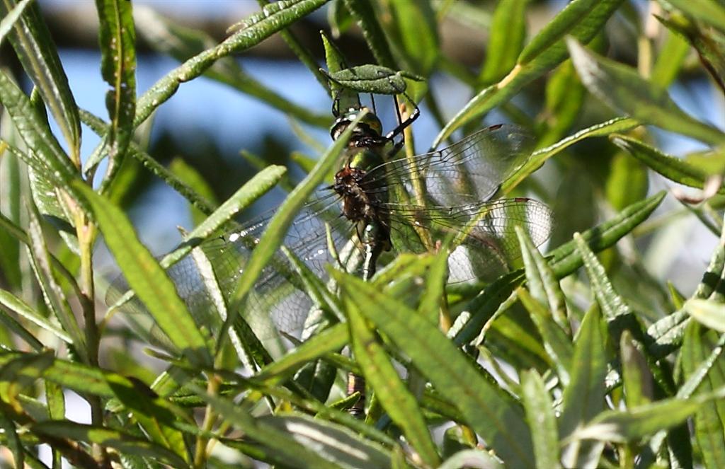 Cordulia aenea?