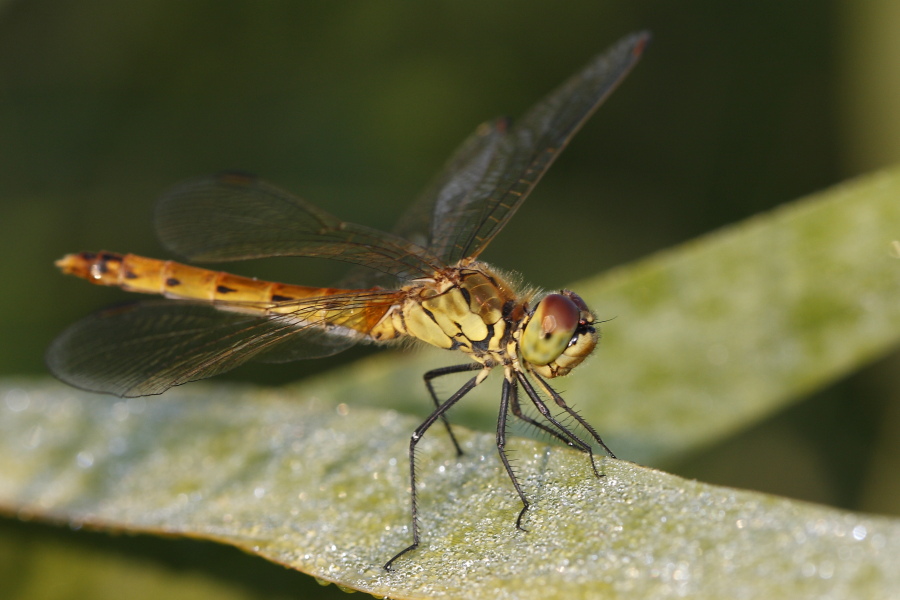 Sympetrum depressiusculum