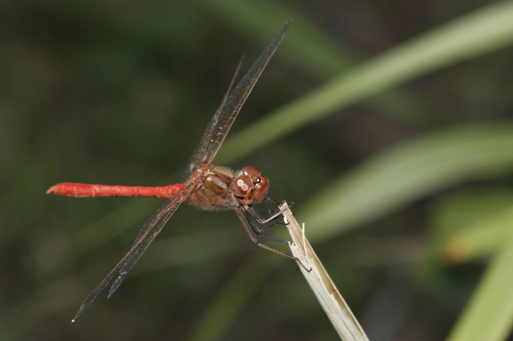 Sympetrum striolatum