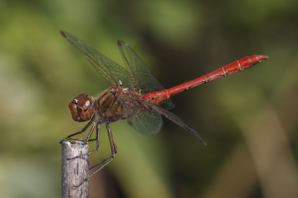 Sympetrum striolatum