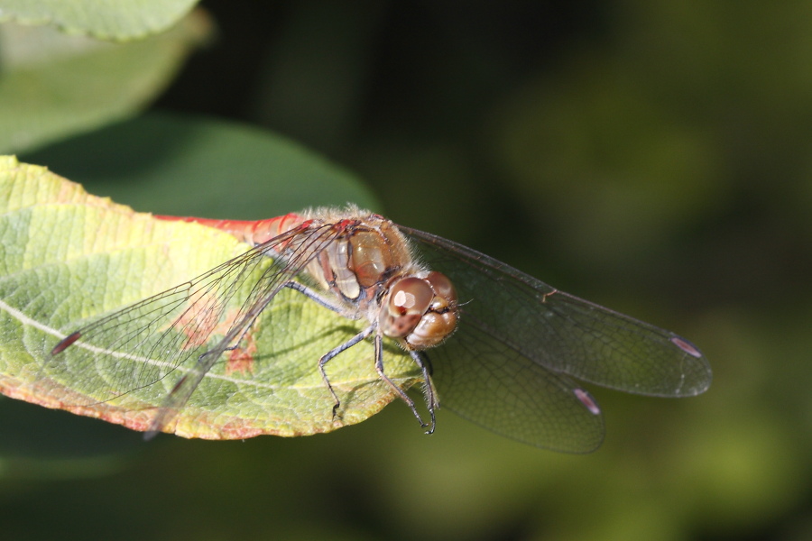 Sympetrum striolatum?