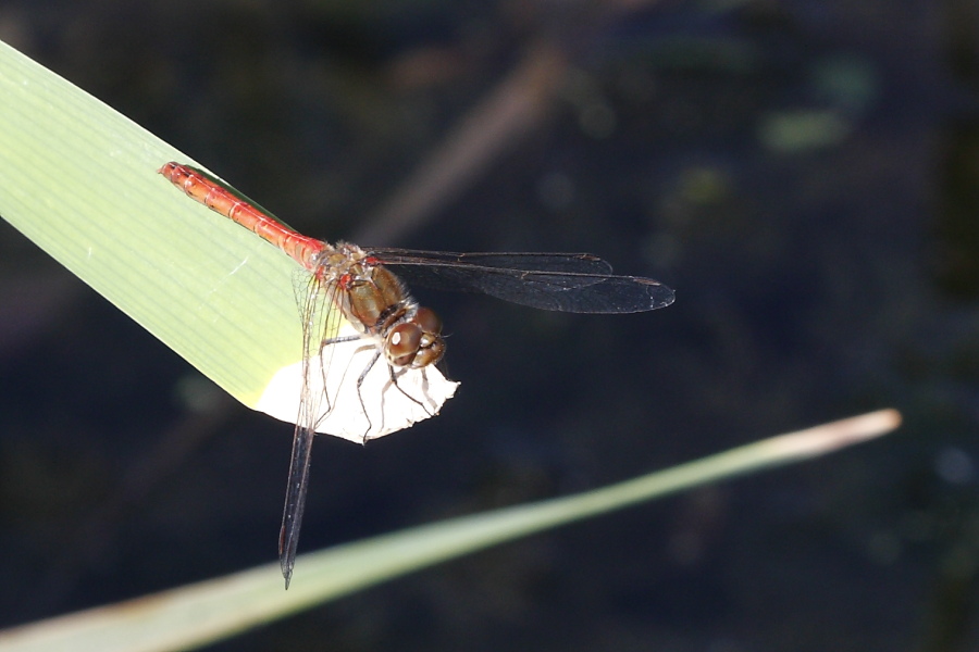 Sympetrum striolatum?