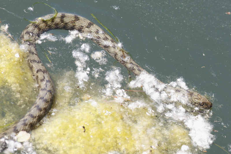 Natrix tessellata