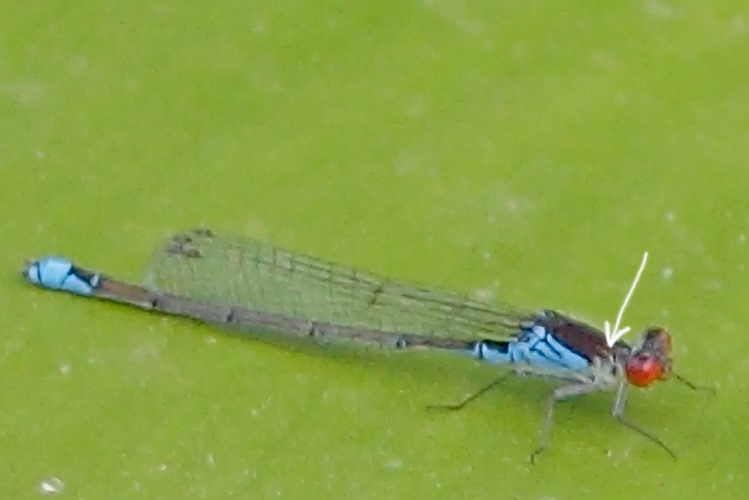 Erythromma viridulum?